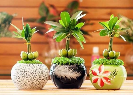 Cây tài lộc còn được gọi là cây 